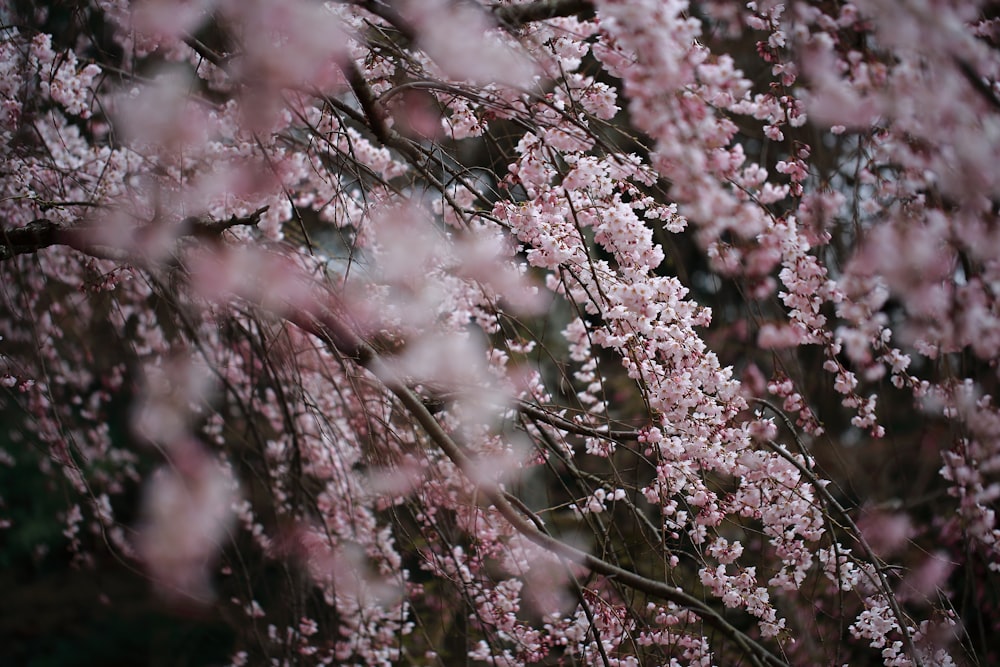 fotografia de foco seletivo de flor de cerejeira rosa