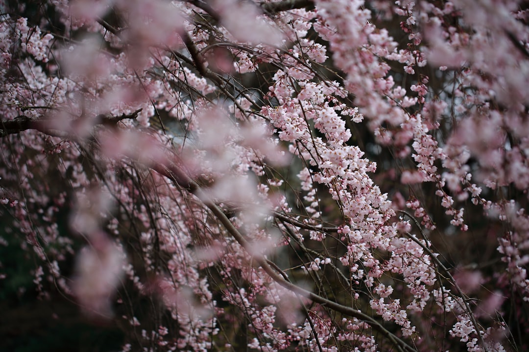 selective focus photography of pink Cherry Blossom