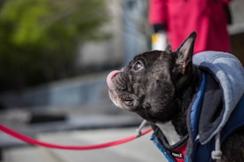 A black French bulldog is attentively looking upwards, its tongue slightly out. The dog is wearing a warm jacket with a hood. A red leash is visible, leading off to a person whose coat is also red.