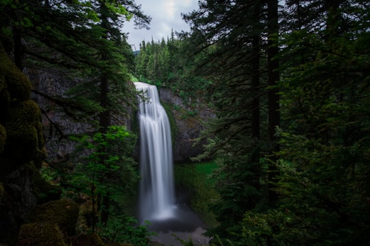 green trees near waterfalls during daytime in Willamette National Forest United States