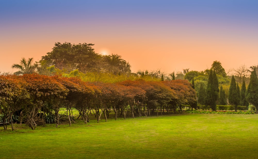 fotografia de paisagem de árvores marrons