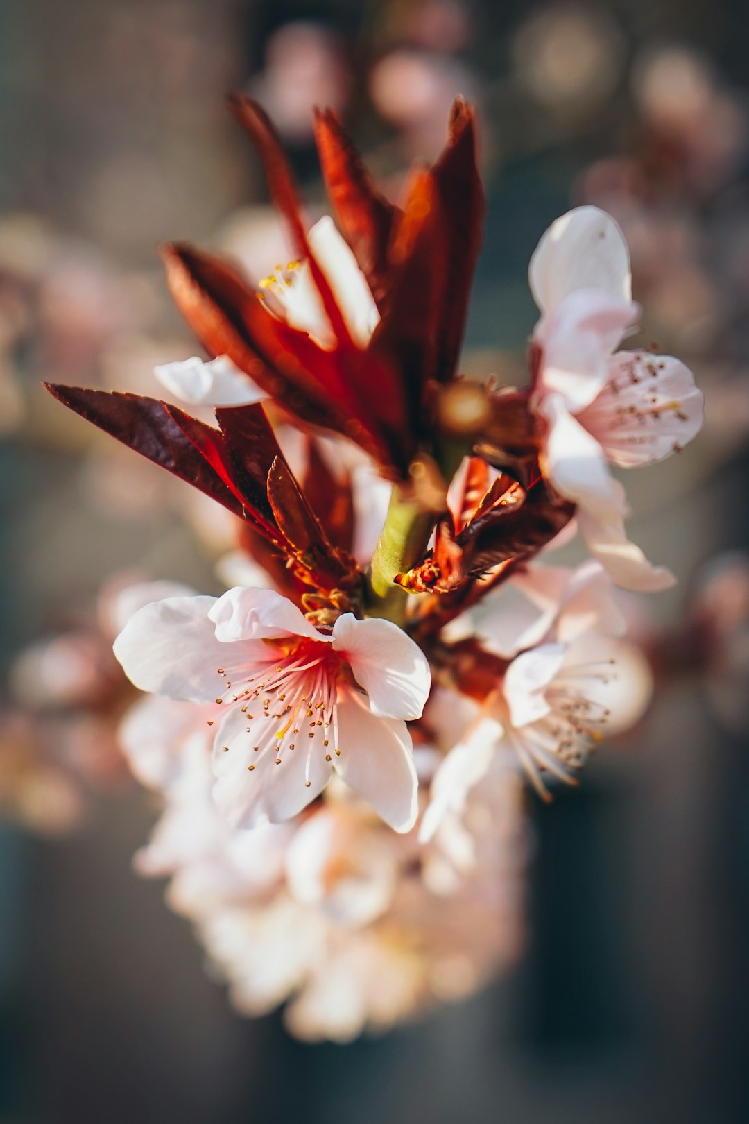 closeup photography of white and red petaled flower