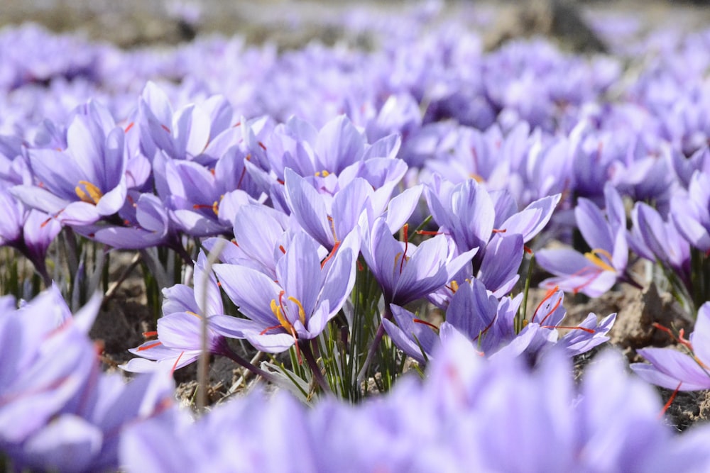 Photo de mise au point peu profonde du champ de fleurs violettes