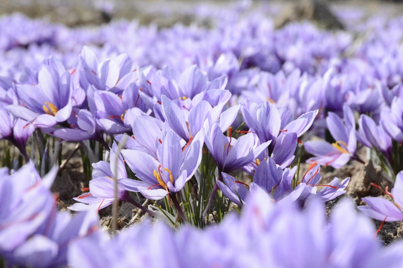 Crocus sativus flower field in bloom