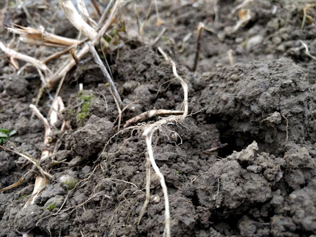Close-up of rich, dark soil teeming with tiny roots and organic matter.