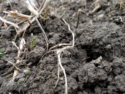 A close-up of healthy soil with roots and small plants, illustrating the foundation's focus on soil regeneration.