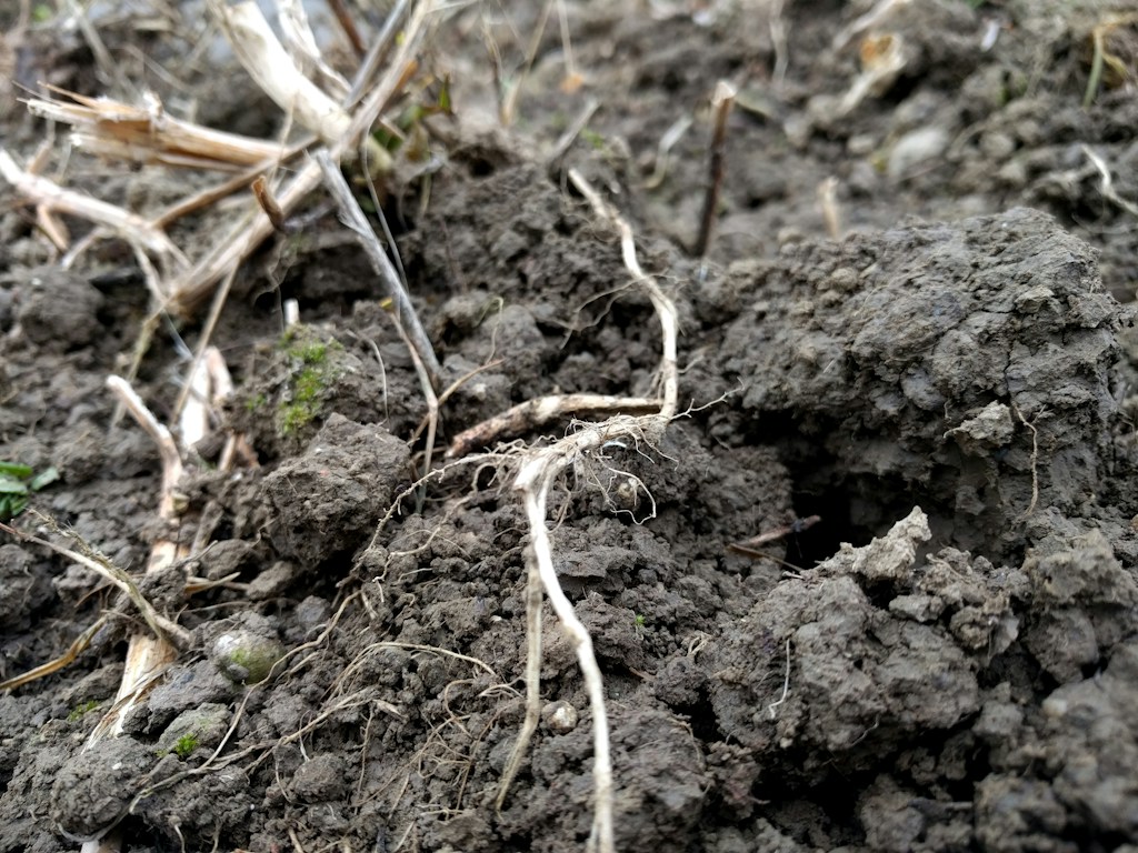 RootRise Mycorrhizae