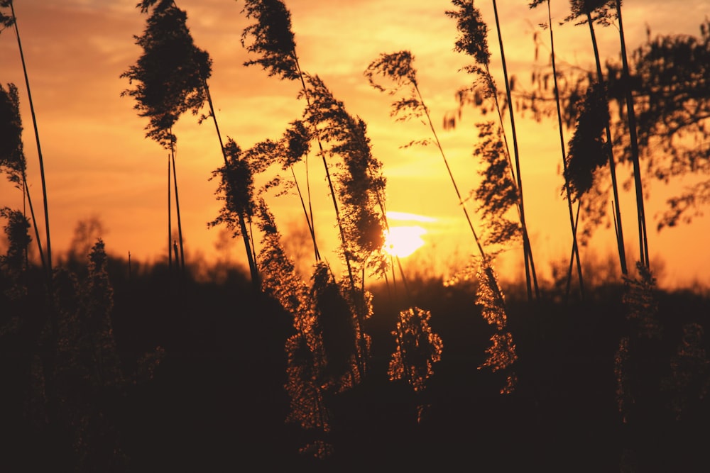 Flachfokusfotografie von Pflanzen während des Sonnenuntergangs