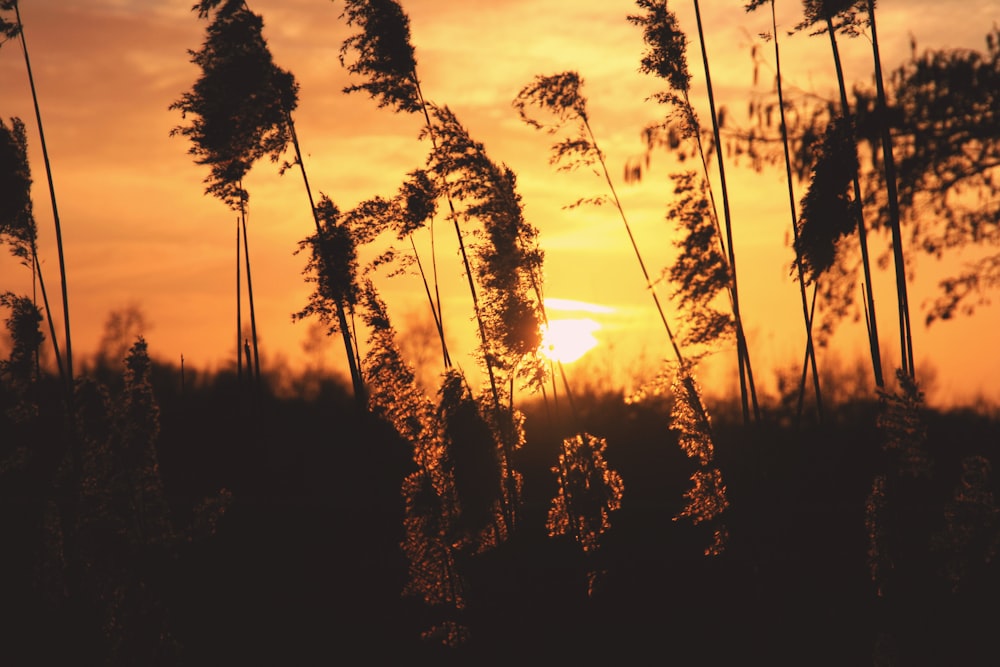 Fotografia com foco raso de plantas durante o pôr do sol