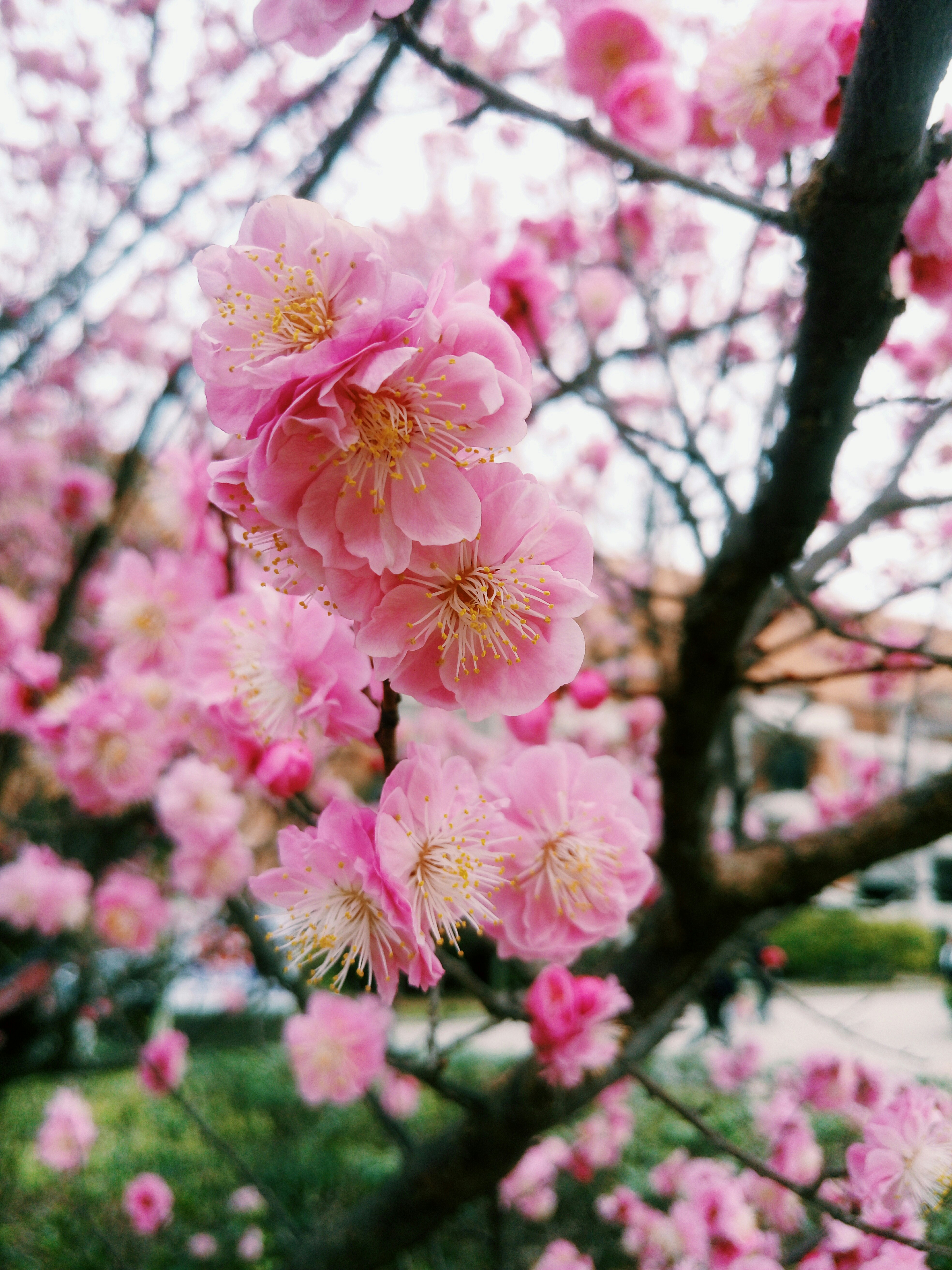 Free Unsplash photo from ss ss