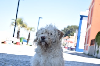 A fluffy white dog sits on a cobblestone street with a background that includes palm trees, colorful buildings, and a clear blue sky.