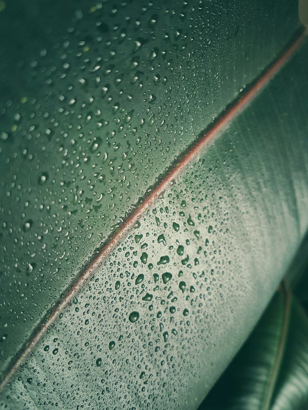 A macro shot of rain on a leaf.