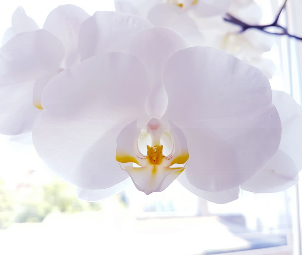 A closeup of white flower petals inside.