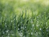green grass field with water dews