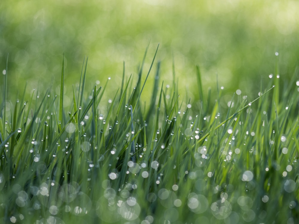 Campo de grama verde com orvalho de água