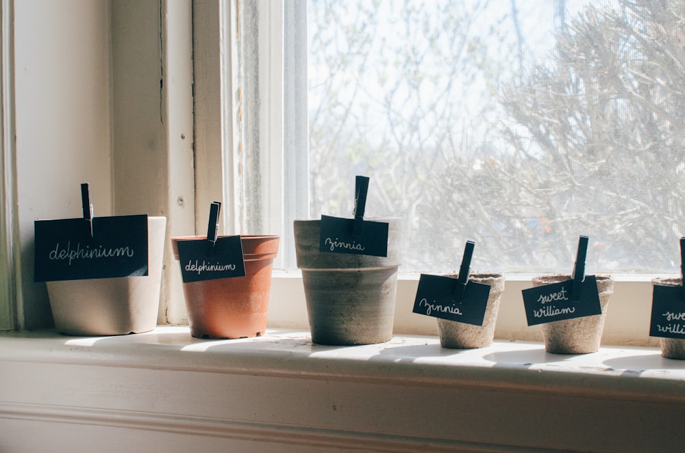 flowers pots on window