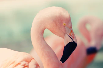 shallow focus photography of pink flamingo