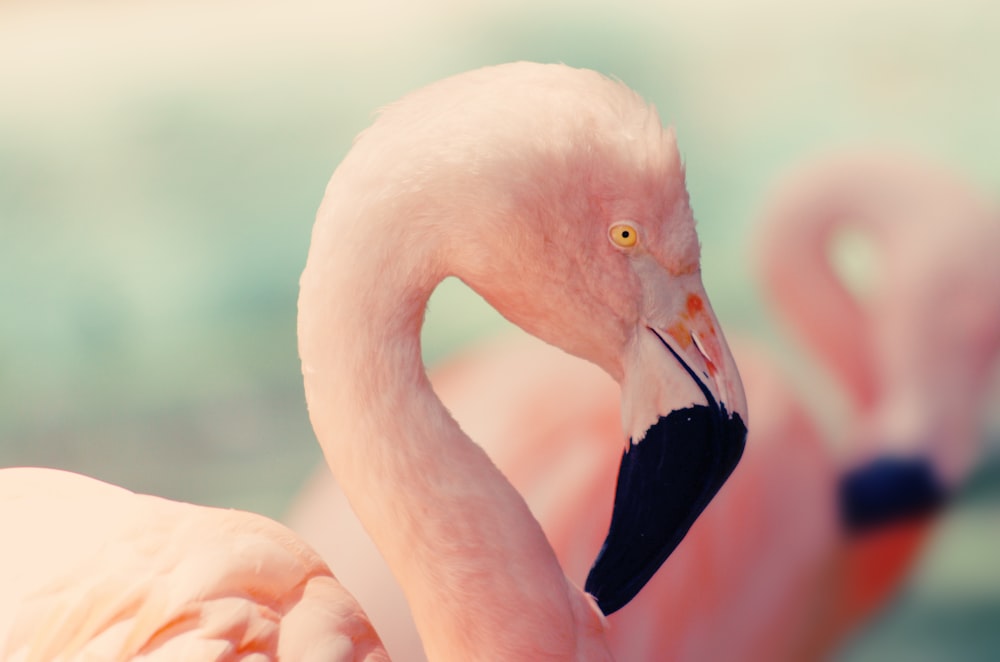 Fotografia de foco raso do flamingo rosa