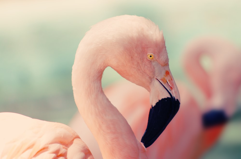 Photographie à mise au point peu profonde de flamant rose