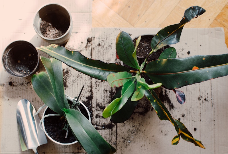 Potting