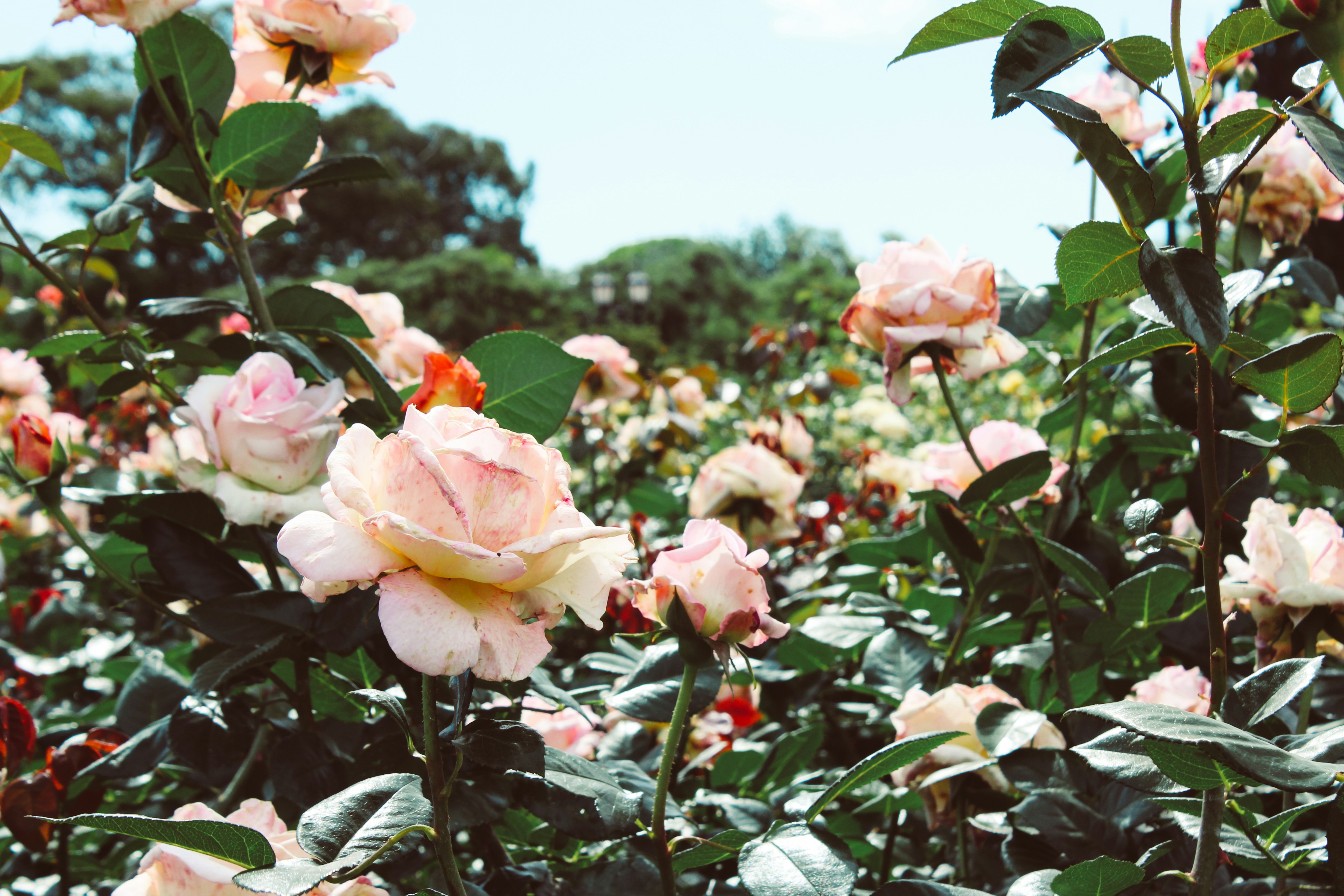 Free Unsplash photo from Maia Habegger