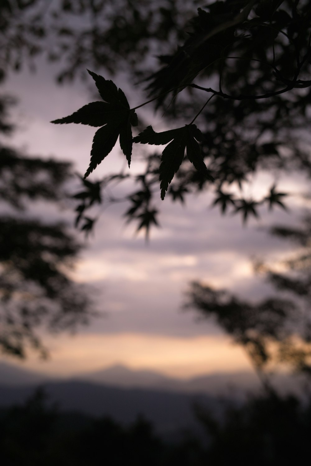 silhouette photography leaf