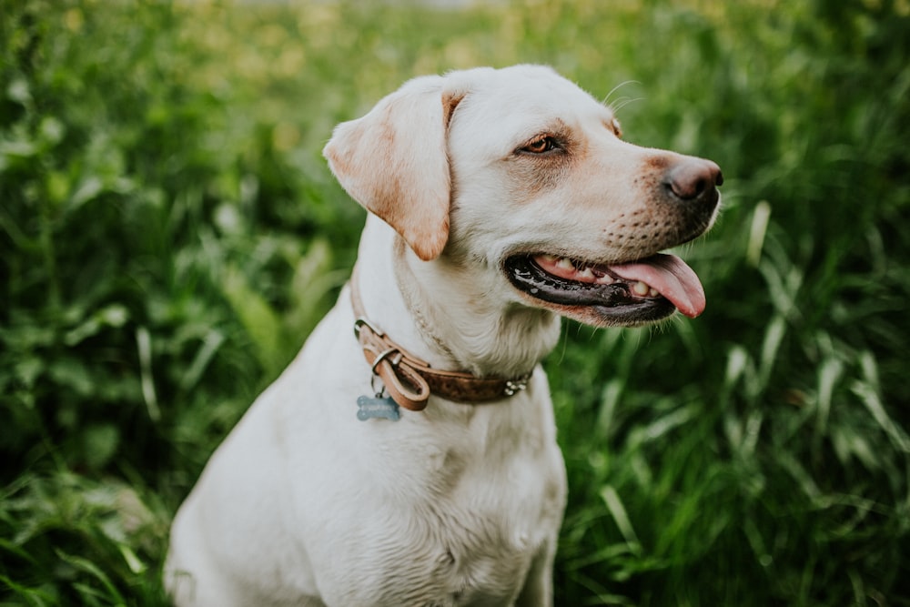 short-coated white dog