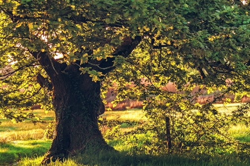 A circular shot of a tree with sprawling roots outside the school, bathed in warm sunlight.