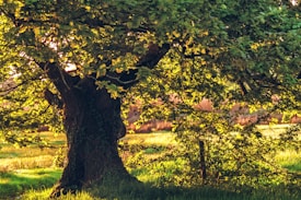 A large, old tree with thick, textured bark stands prominently. Its branches are covered with lush green leaves, and sunlight filters through, creating a dappled pattern on the surrounding grass. The background features more green fields, bathed in warm, golden light.
