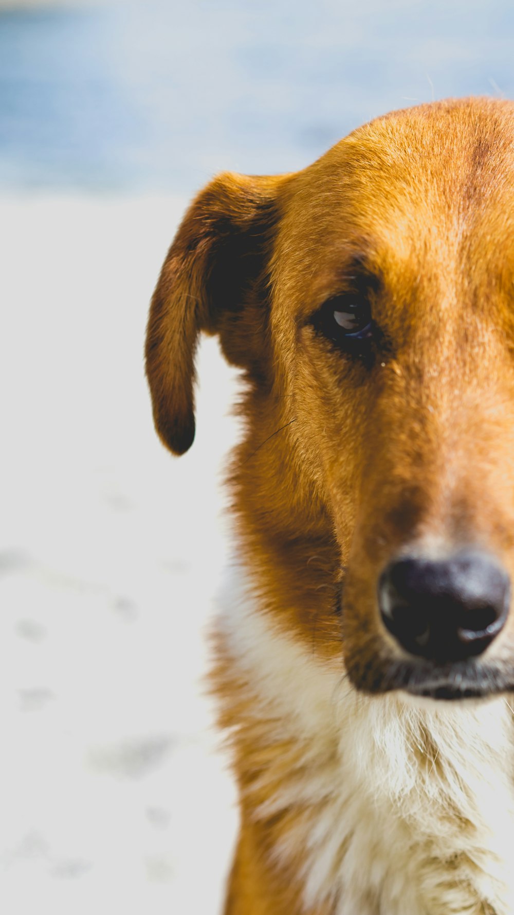 close up photography of dog's head