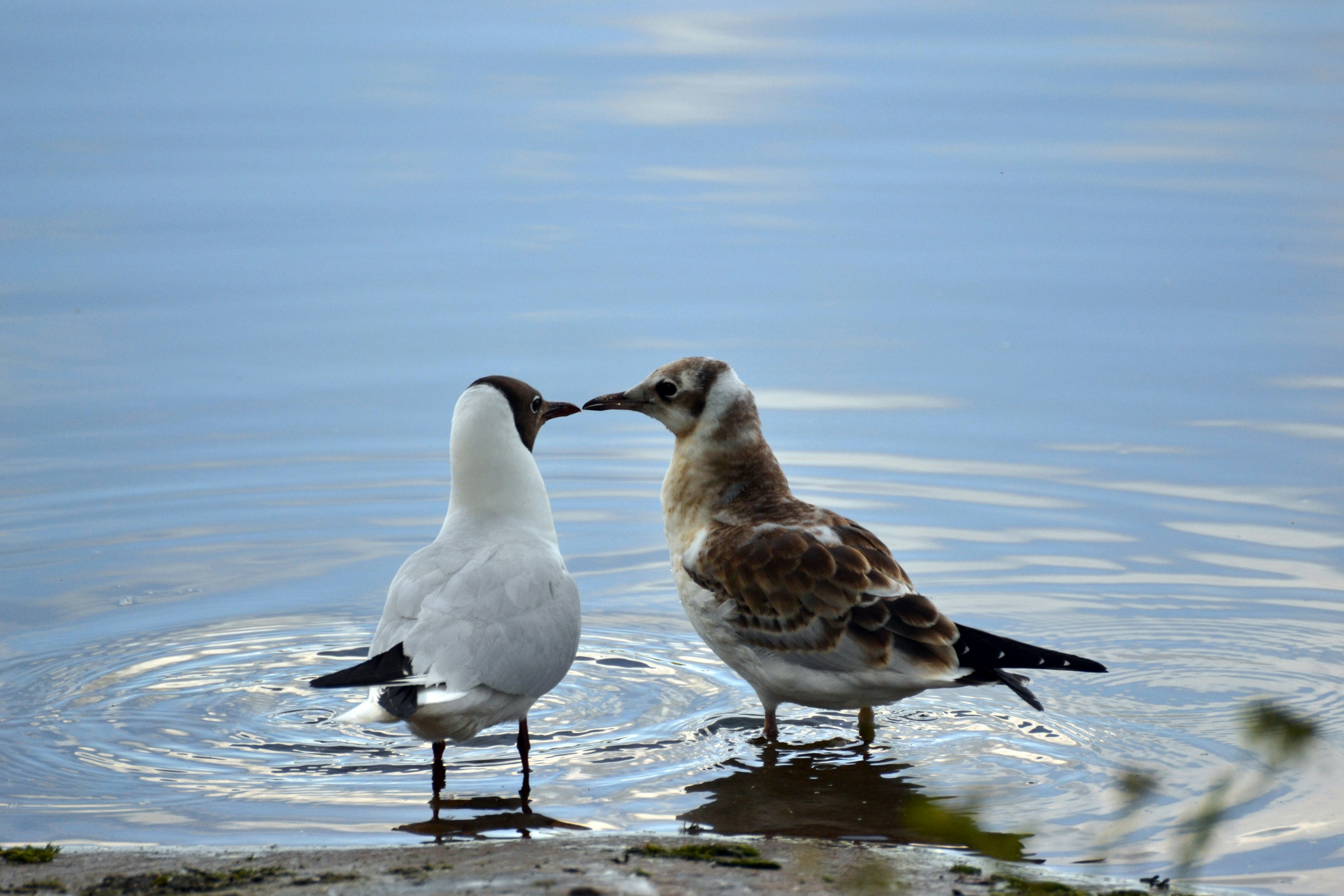 Free Unsplash photo from Carolina Nymark