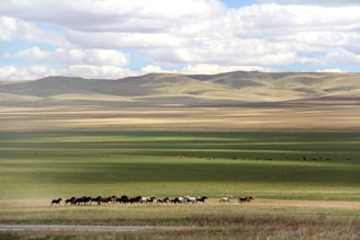 Wild horses galloping freely across the open steppe under a cloudy sky
