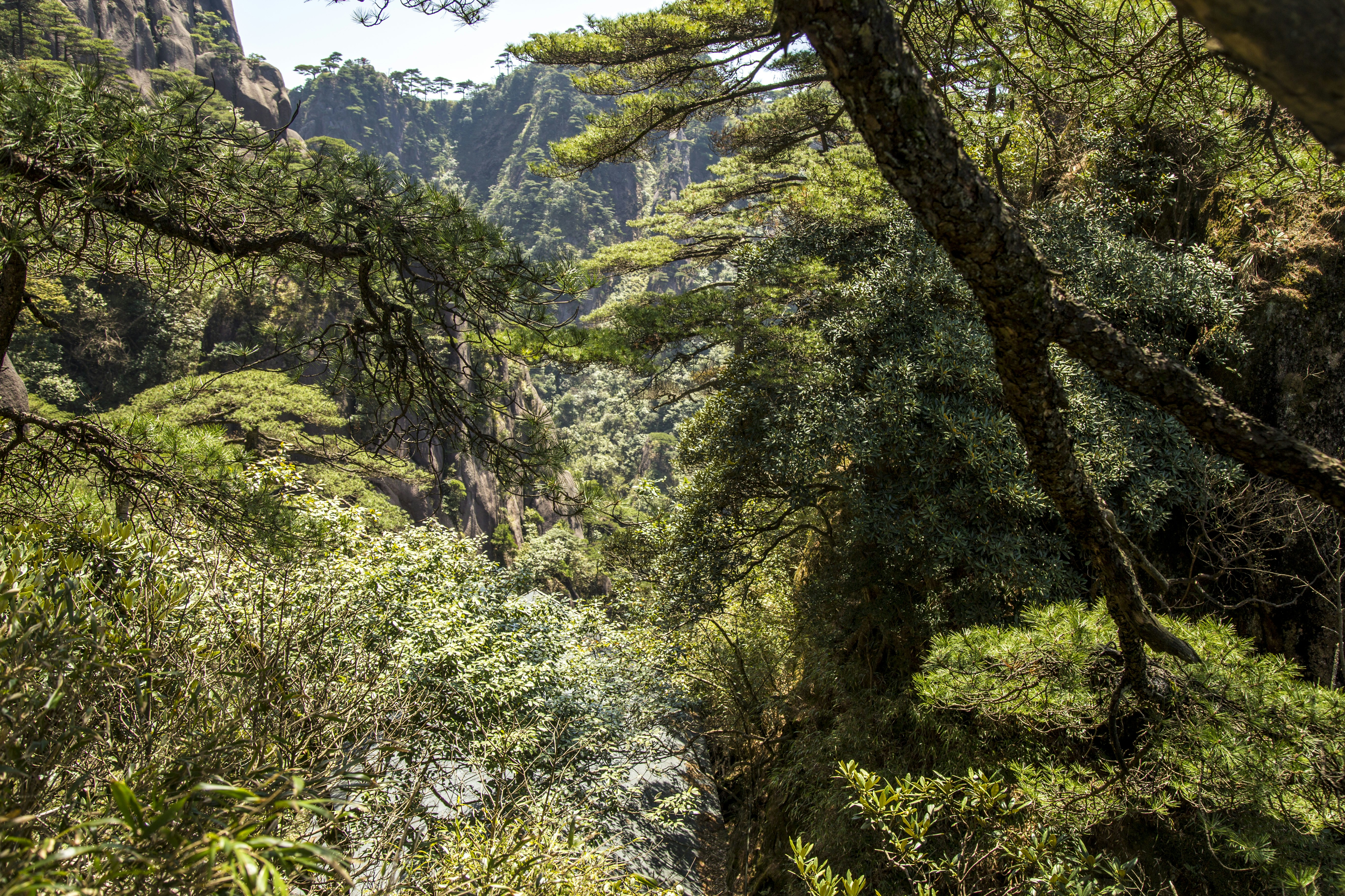 Free Unsplash photo from zhipeng lin