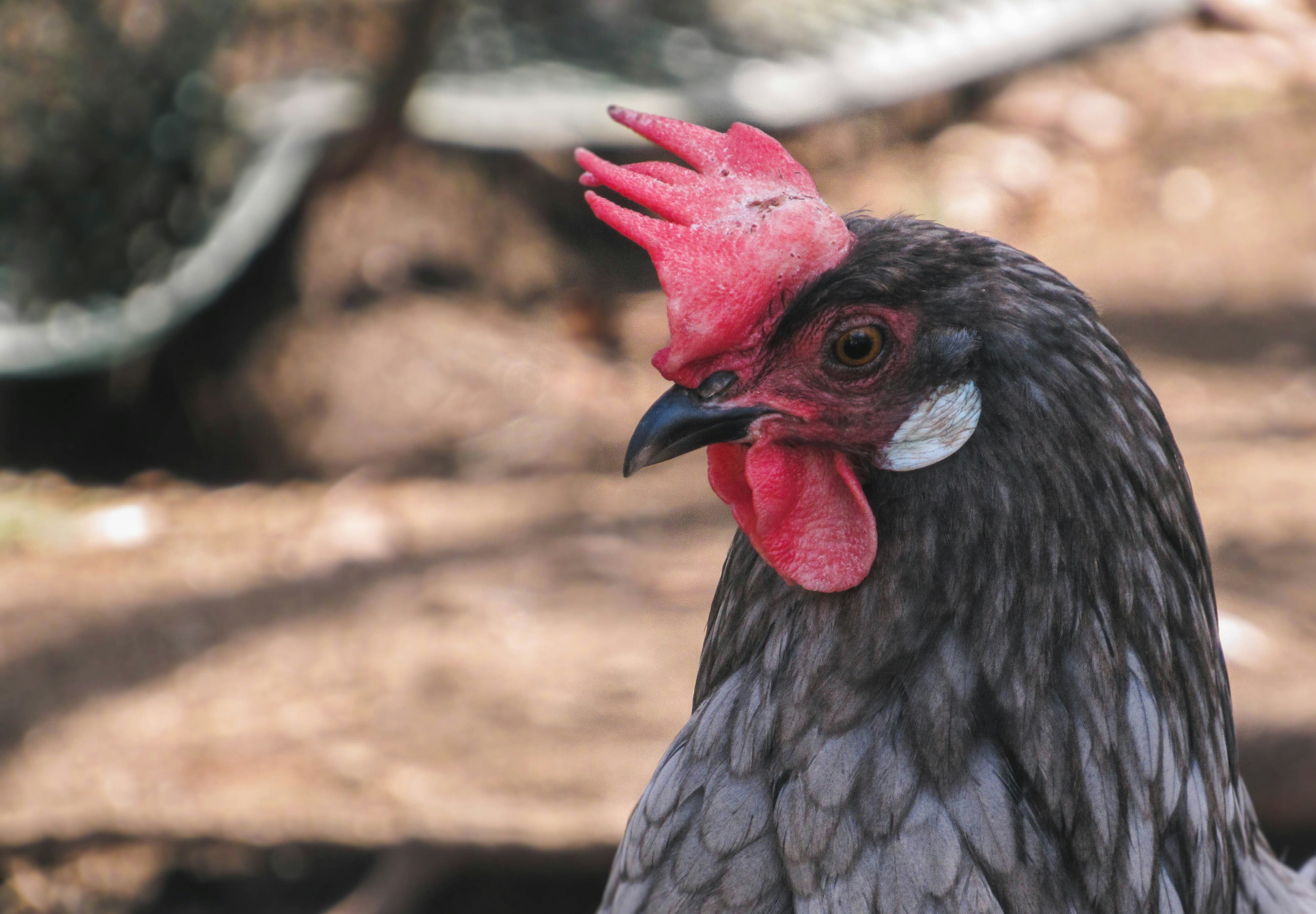 Free Unsplash photo from Forest Simon