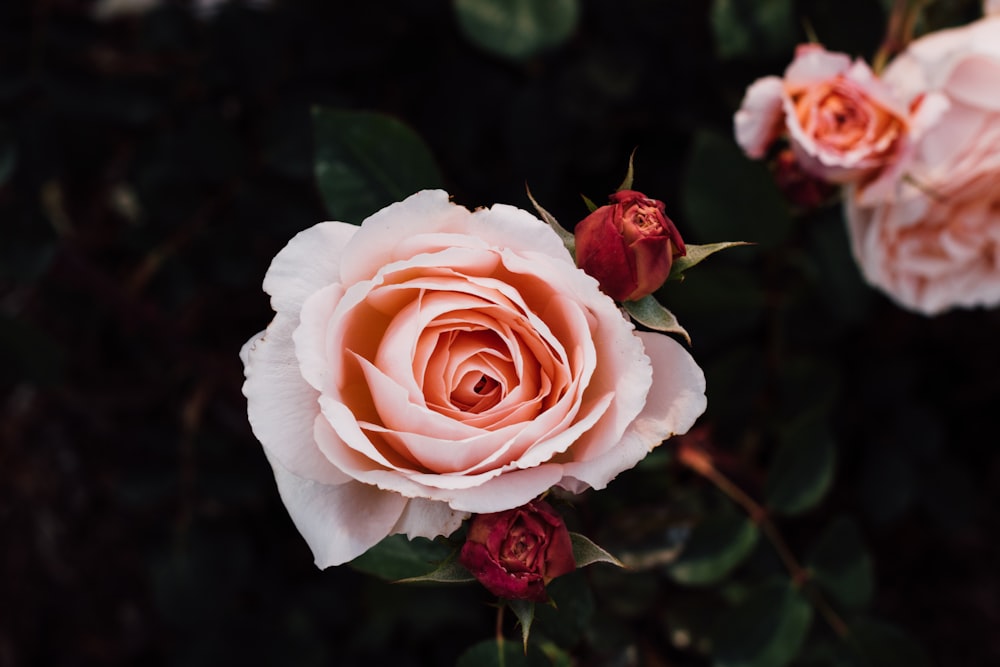 ピンクの花びらの花