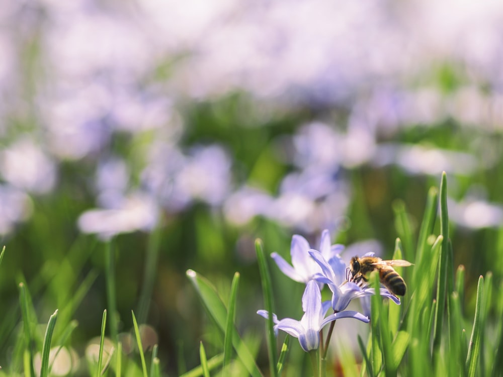 shallow focus of brown bee on blue flower