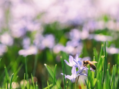 shallow focus of brown bee on blue flower bloom teams background