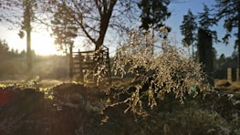 A serene nature scene with morning sunlight filtering through trees.