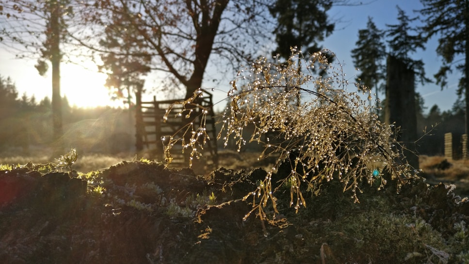 A serene morning scene with soft sunlight filtering through leafy trees.