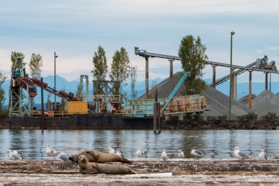 Seals are lounging on a log near the edge of a body of water. A group of seagulls are standing nearby. In the background, there is industrial equipment, including conveyer belts and large mounds of material, with some trees and mountains further back.