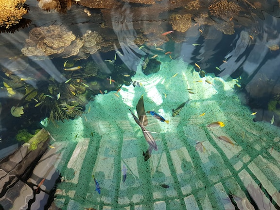 Screenshot of an engaging Android game developed by Red Sea Labs featuring vibrant underwater scenes.