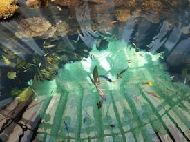 A vibrant underwater scene featuring a variety of colorful fish swimming among coral reefs. Sunlight filters through the water, creating a play of light and shadow across the sandy ocean floor.