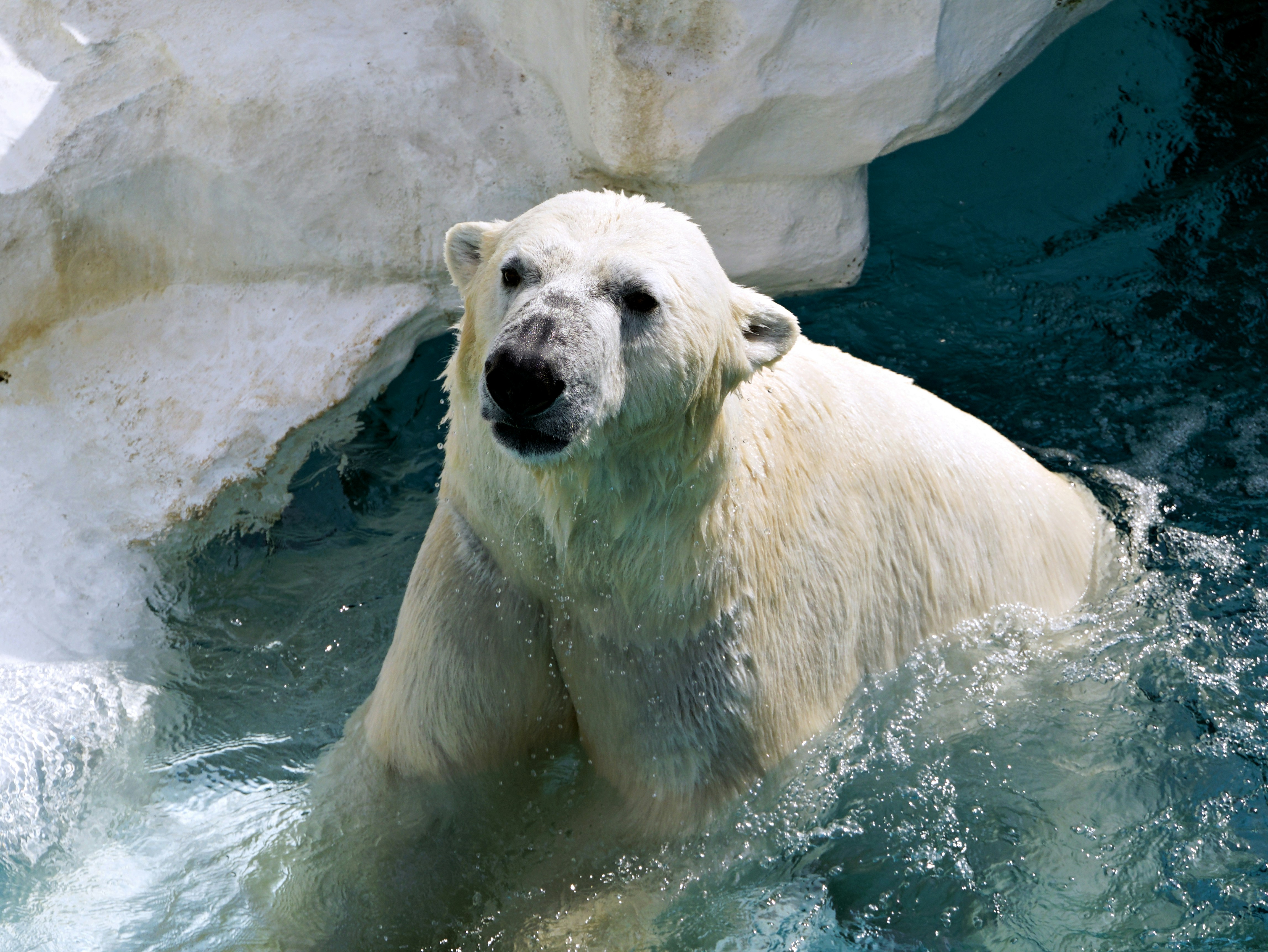 Oso Polar: Símbolo de la Fauna Ártica y Cambio Climático