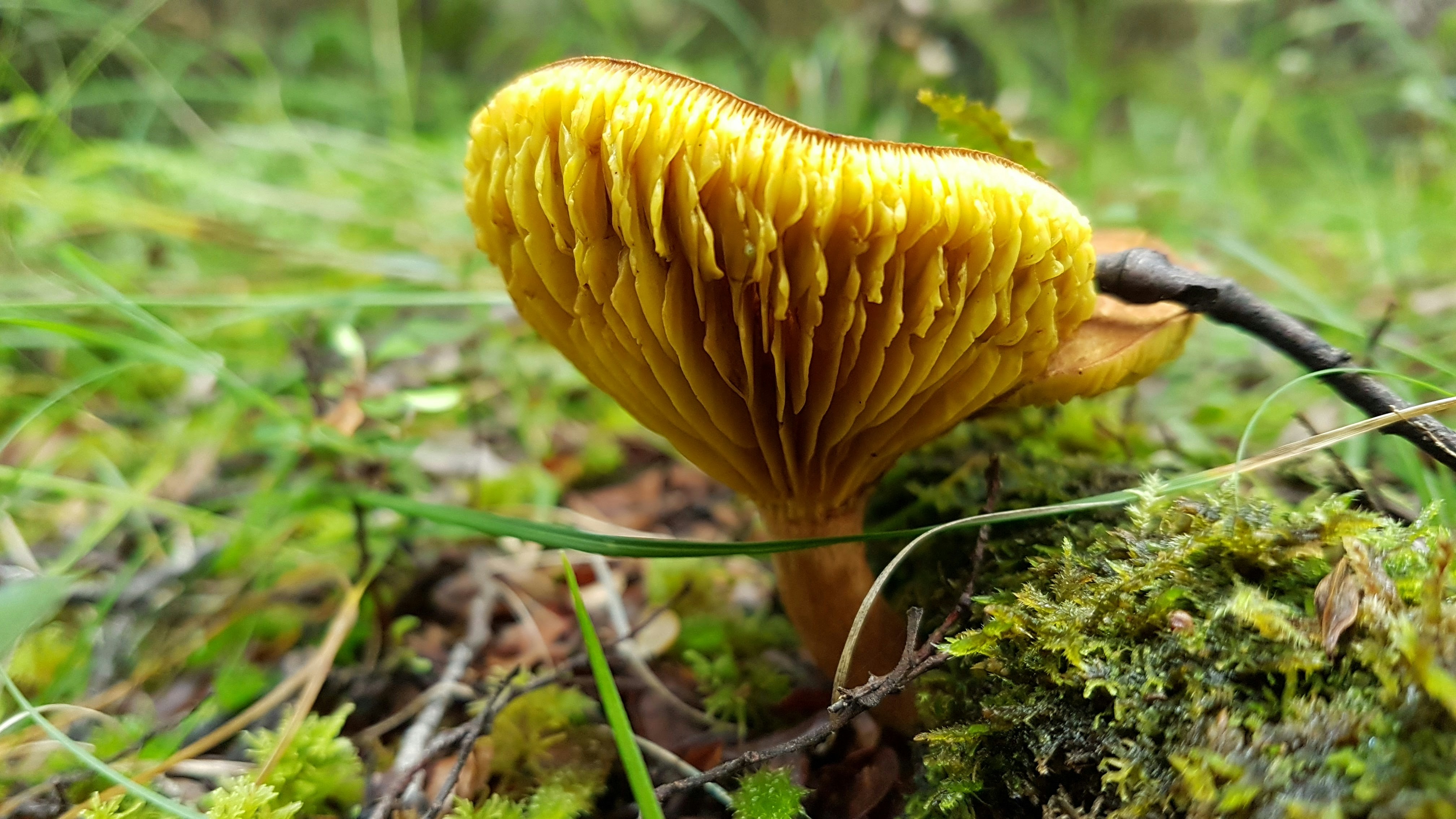 Free Unsplash photo from Tom Wood