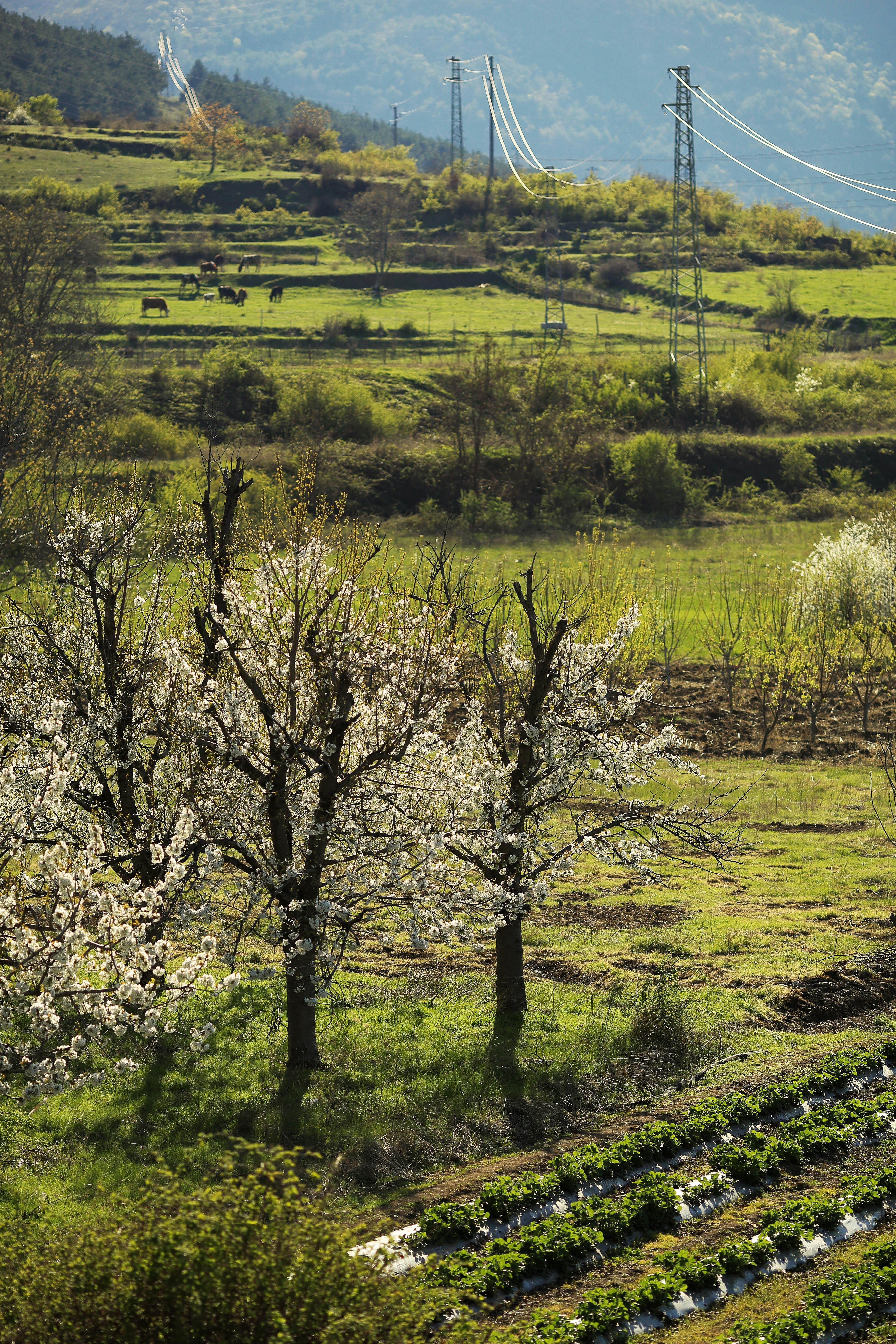 Free Unsplash photo from Hilmi Masrafchi