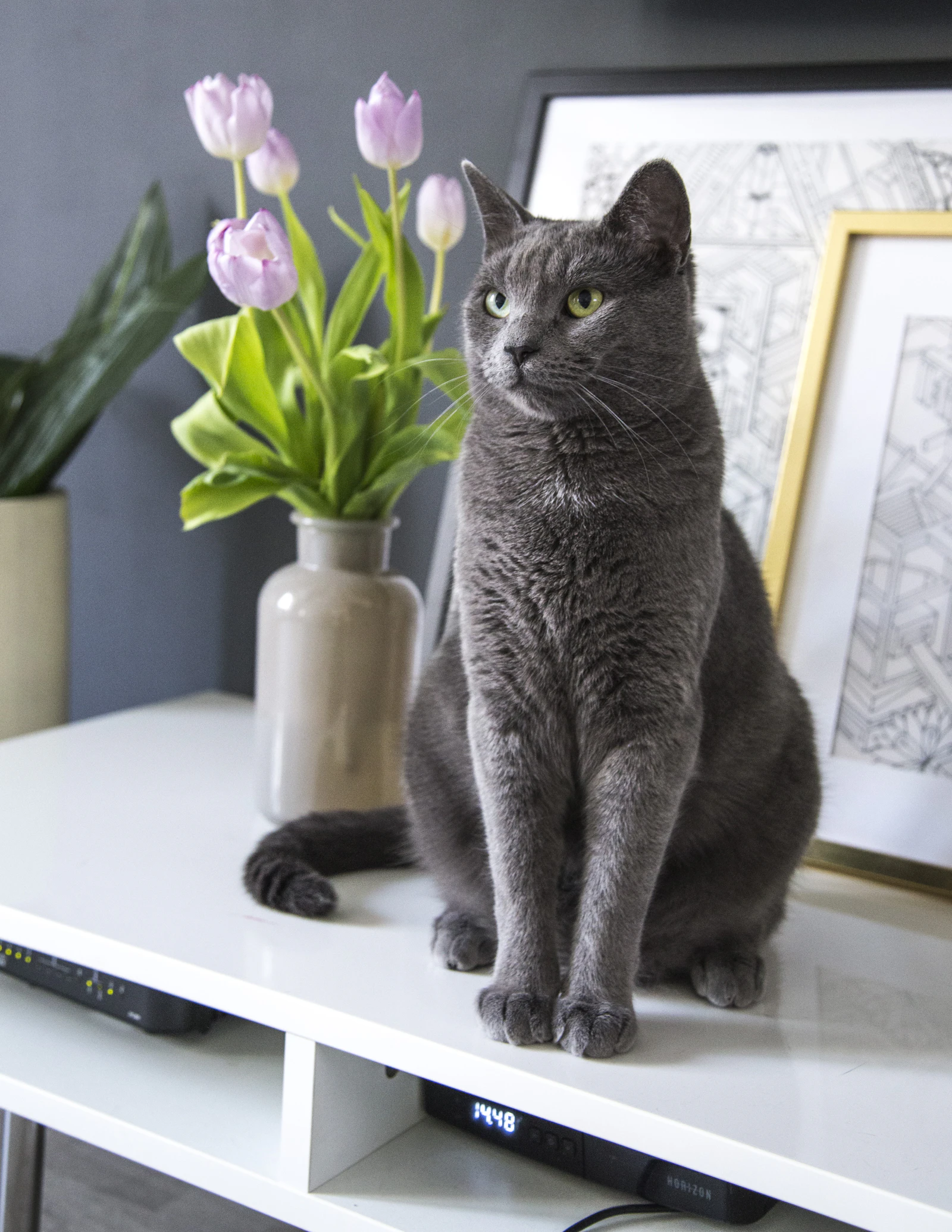 Chat gris assis paisiblement dans un intérieur lumineux