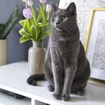 russian blue cat on white table