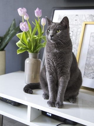 russian blue cat on white table