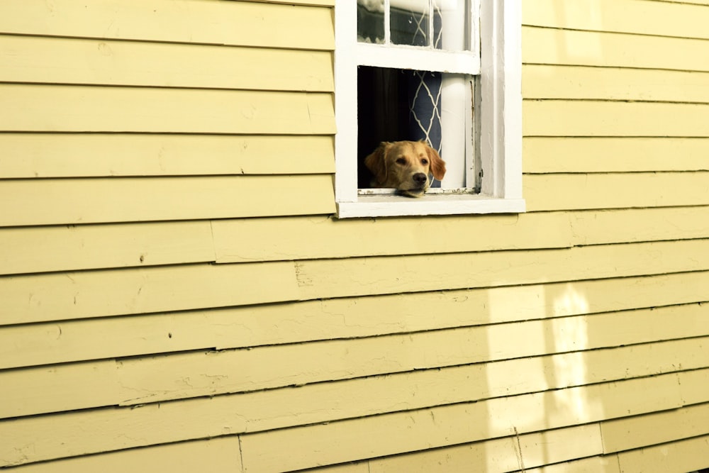 dog on window