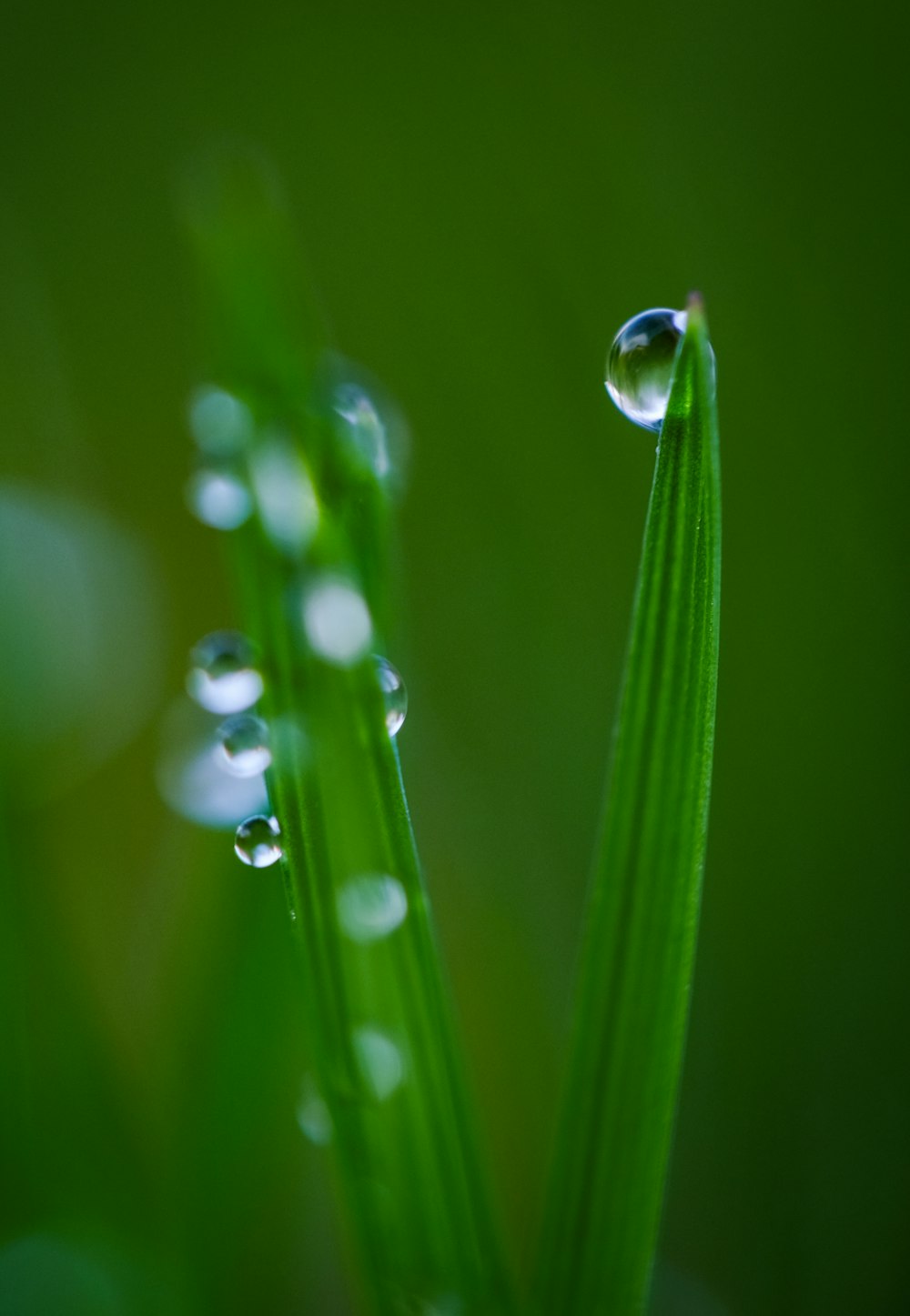 dew drops on green leaves